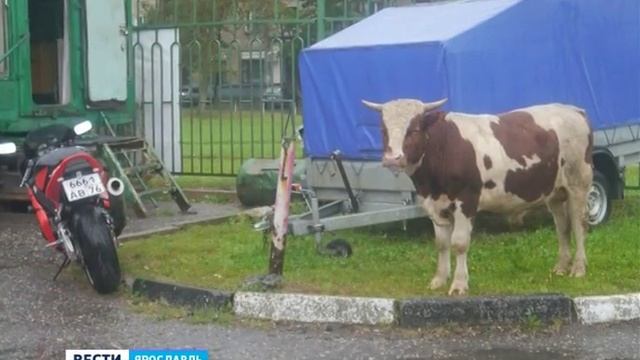 В районе "Атланта" в Ярославле гуляли коровы смотреть онлайн