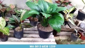 WOW HARGA AGLAONEMA SEMAKIN TURUN DIOBRAL 10 RIBUAN