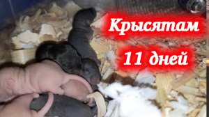 Малышам 11 дней! Домашние крысы Кузя и Дуся.