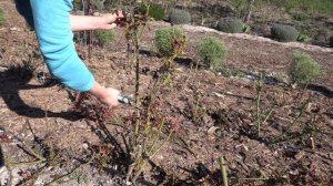 поздняя обрезка роз весной, питомник полины козловой rozarium.biz, late pruning of roses in spring
