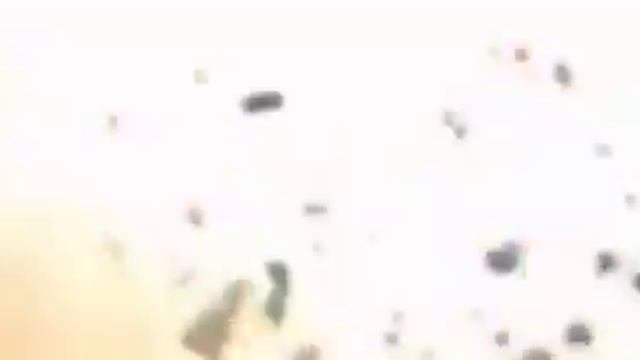 котик взорвался