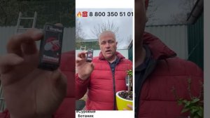 ОСТОРОЖНО ВРЕДИТЕЛИ! МАНДАРИН ПОРАЖЕН ВРЕДНЫМИ НАСЕКОМЫМИ применяем Теппеки Про УльтраЭффект