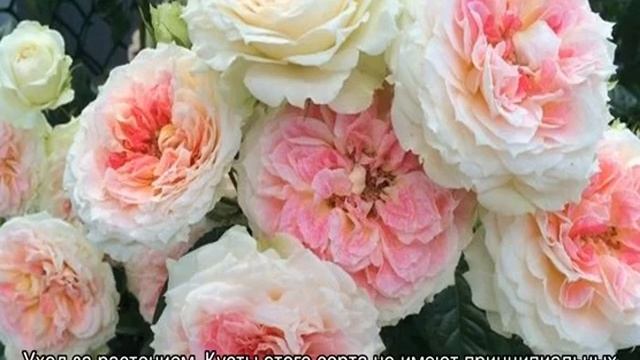 Роза Цезарь (Cesar) — описание сорта смотреть онлайн