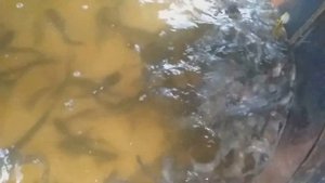 Клариевый сом. Кормление клариевых сомов. Мини узв для клариевого сома.