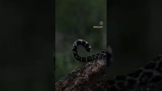 Animals Black Panther, Tiger, Lions смотреть онлайн