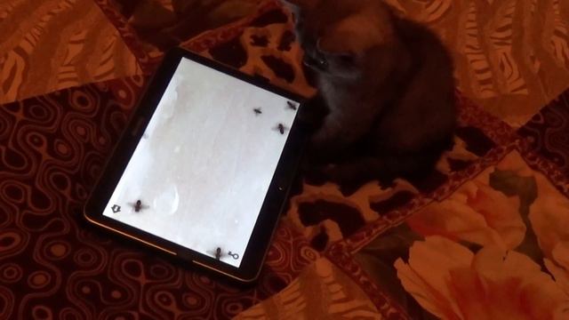Британские котята редких окрасов