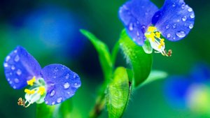 Яснослышание И Ясновидение