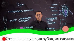 Строение и функции зубов, их гигиена. 8 класс.