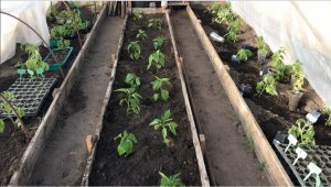 Что бы получить хороший урожай перца Надо сделать две вещи .