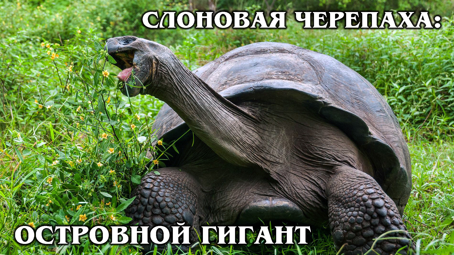 ГАЛАПАГОССКАЯ ЧЕРЕПАХА: Слоновая черепаха живет 200 лет! Интересные факты про черепах и животных