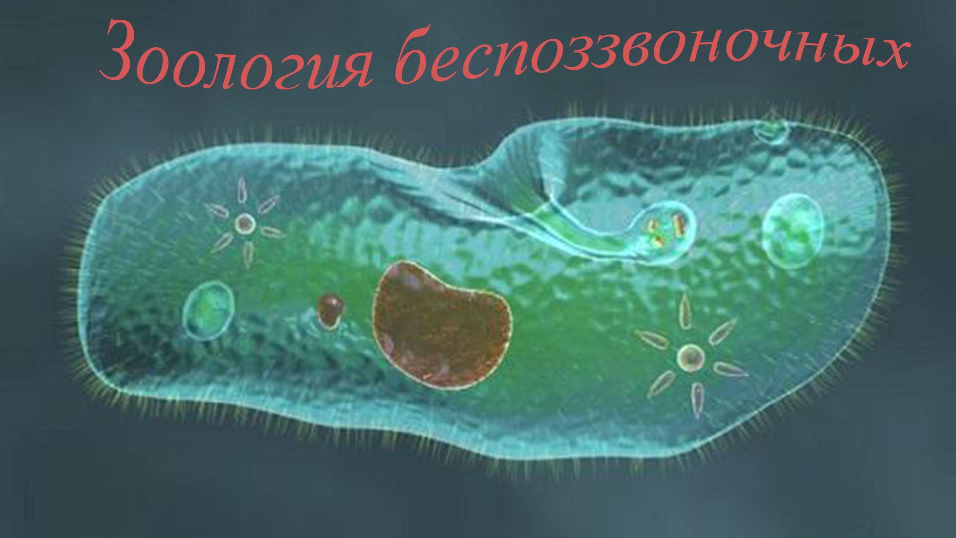 Жизнь клетки одноклеточного организма. Инфузория-туфелька это бактерия. Инфузория туфелька фагоцитоз. Инфузория туфелька невооруженным глазом. Микроорганизмы инфузория туфелька.