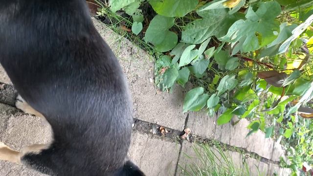 Любит есть всё что растет в огороде #чихуахуа #собака #огород #помидоры #овощи смотреть онлайн