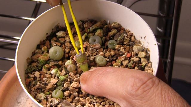 Lithops seedling surgery смотреть онлайн