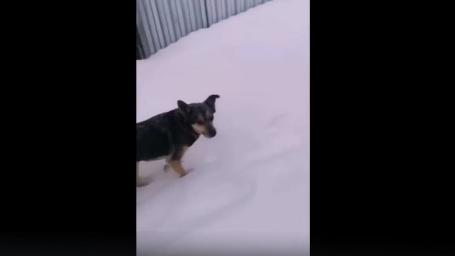 Новенький быканул на парня держащего всю школу. Очкошник видео с собакой.