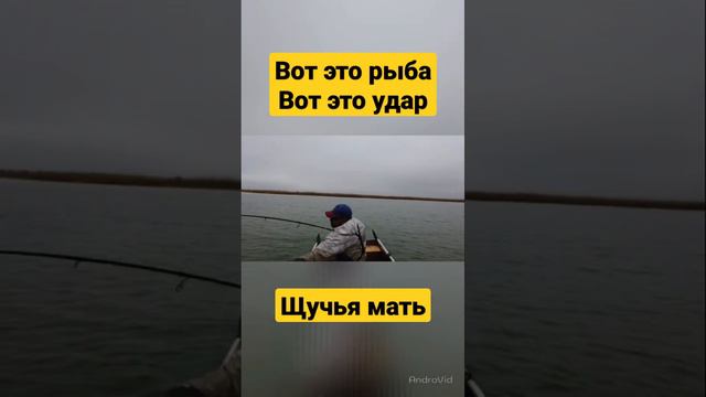 щука 🎣