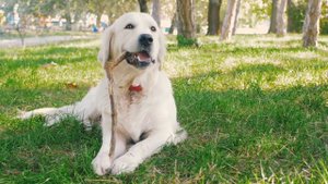 Смешные Собаки и Щенки - 🐕 Любимые питомцы 🐩 - Подборка милых моментов!