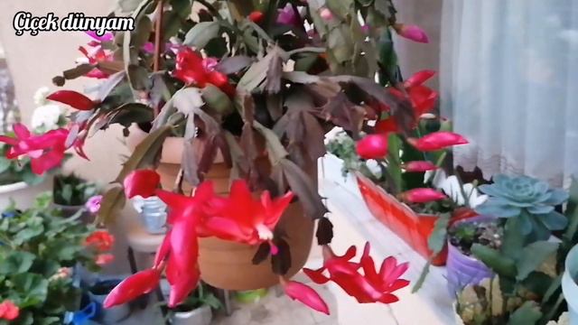 Aralık ayının ortasında bahar havası sardunya yılbaşı çiçeği begonvil atlas my balcony flowers смотреть онлайн