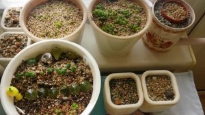 Литопсы, полив сеянцев от 1.5 до 3 месяцев.