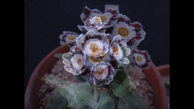 Primula Auricula 集 1 смотреть онлайн