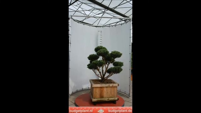 pinus sylvestris watereri bonsai 110 120 w70x70 795euro KH смотреть онлайн