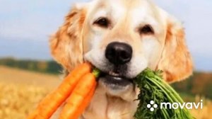 Собака порода шнауцер . Кормление