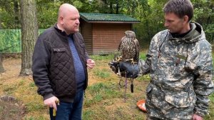 Видеолекции о птицах: Ястреб-тетеревятник