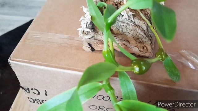 A new Dendrobium in the collection Dendrobium findlayanum