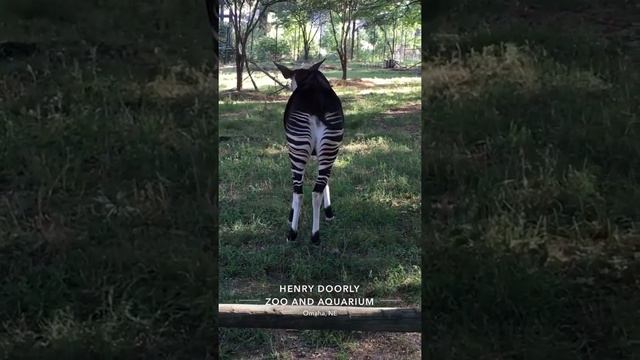 Okapi forest giraffe or zebra giraffe