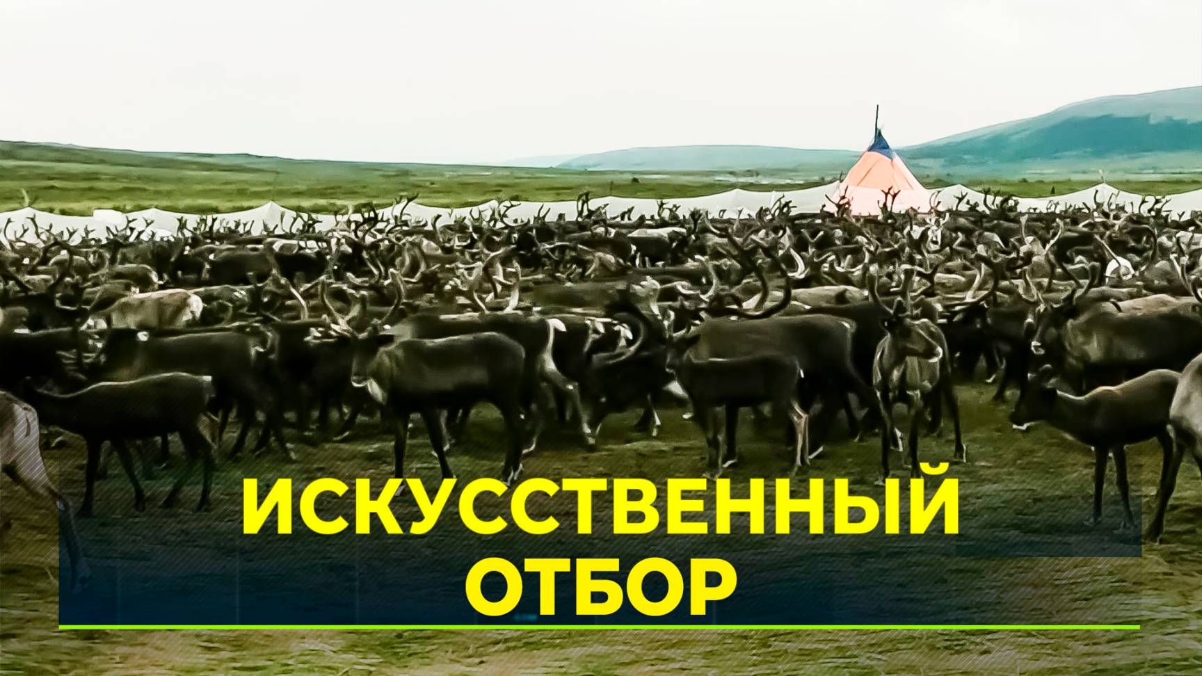Учёные готовят теоретическую основу для селекции в оленеводстве
