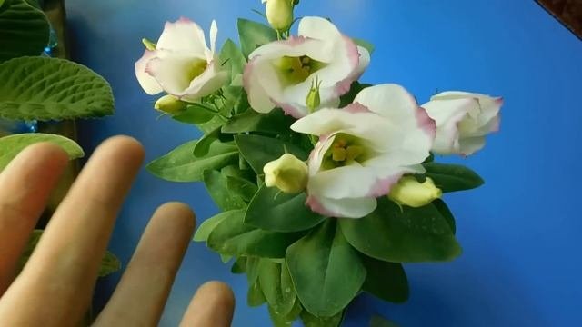 ?Эустома выращивание и уход в домашних условиях ! Выросла из семян . ?