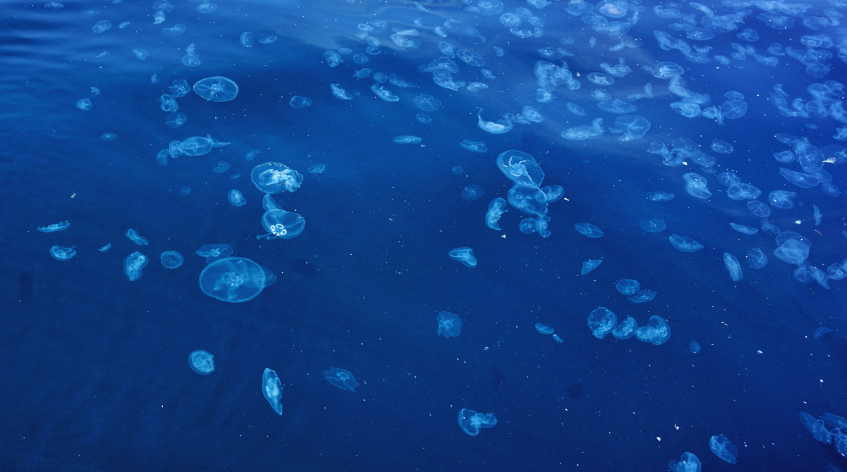 Море у берегов Анапы заполонили медузы
