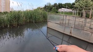 Тиляпия на Гаммарус 0.1-0,6 gr . Мормышинг .