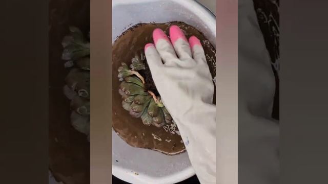 Echeveria Pulidonis  .Эхеверия пулидонис . Пересадка эхеверии.