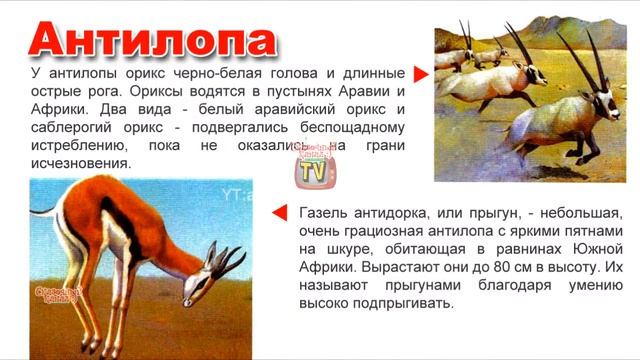 Пантера описание. Ягуар описание животного. Интересные факты о пантере. Сказочный рассказ об экзотическом животном. Рассказ о жирафе.