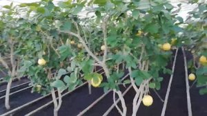 Лимоны в теплице
