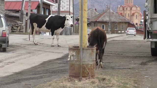 Миасс - Тургояк - Коровы - для истории))) смотреть онлайн