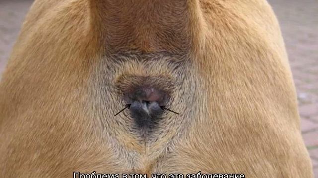 Почему собака ездит на попе по полу: что это значит смотреть онлайн