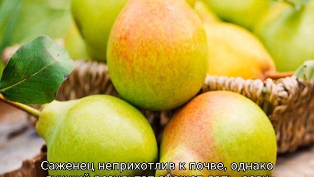 Лучшие сорта груши смотреть онлайн