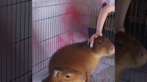 [RUS SUB] JENNIE WITH CAPYBARA - ДЖЕННИ И КАПИБАРА ( @Matt-YTChannel )