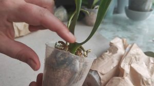 #орхидеи почтой. Азиатские подростки. Распаковка.