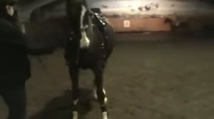 Конный спорт обучение. Уступка шенкелю в руках. Палочкой. Кизимов М.И. Самара.