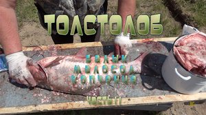 Толстолоб. Балык. Часть 2. Остров Кабаний. База Волжская.