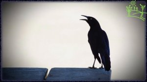 Голоса птиц Как поёт Грач (Corvus frugilegus).mp4