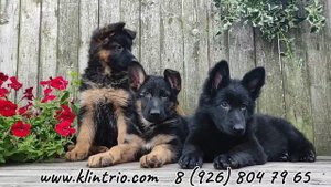 Щенки немецкой овчарки, питомник "КЛИН ТРИО".