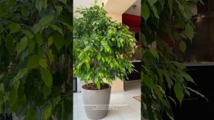 Фикус Бенджамина