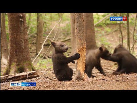 После чая мы возвращались в нашу медвежью комнату