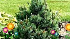 Сосна горная колумбо. Краткий обзор, описание характеристик pinus mugo Colombo