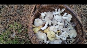 Грибы курочки и гусочки. Рядовка серая ,зеленая и ядовитая. Зелянки и подзелянки.16 октября 2021.