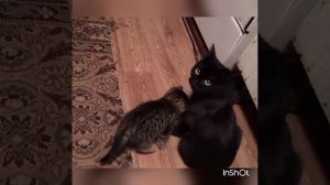 Воронеж котята в дар