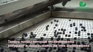 Сортировка ягод (голубика, черника) от Green Sort
